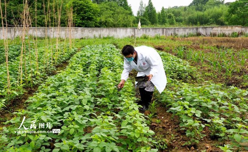 6月5日，安徽宁国市农技人员正在有试验地里试验。